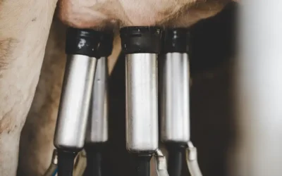 Case Study: The Impact of a MixRite Dosing Pump on a New Zealand Dairy Farm