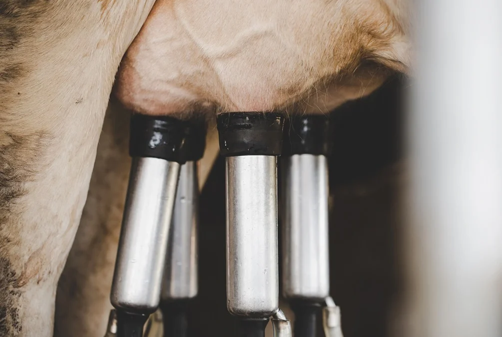 Case Study: The Impact of a MixRite Dosing Pump on a New Zealand Dairy Farm