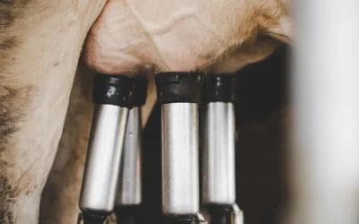 Case Study: The Impact of a MixRite Dosing Pump on a New Zealand Dairy Farm