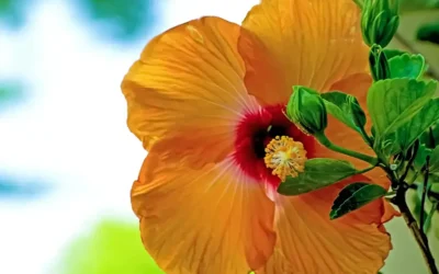 Superpower your irrigation system with MixRite fertiliser injectors