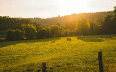 A practical guide to irrigation and fertigation with MixRite dosing pumps