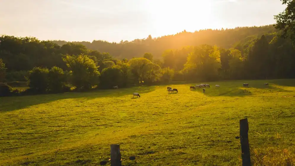 Fertigation irrigation guide NZ