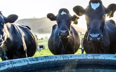 MixRite inline dosing systems – when every drop means livestock