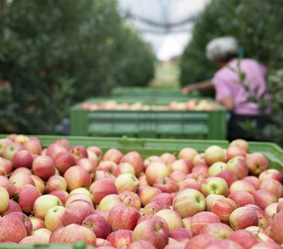 fertigation in orchard