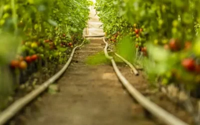 Dosing pump technology – hydraulic vs electric pumps