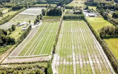 Fertigation grows gold in Kerikeri