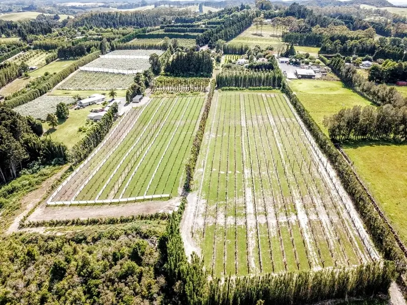 Fertigation on kiwifruit-orchard