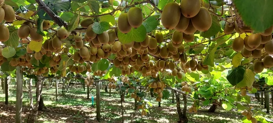 orcherd fertigation in Kerikeri