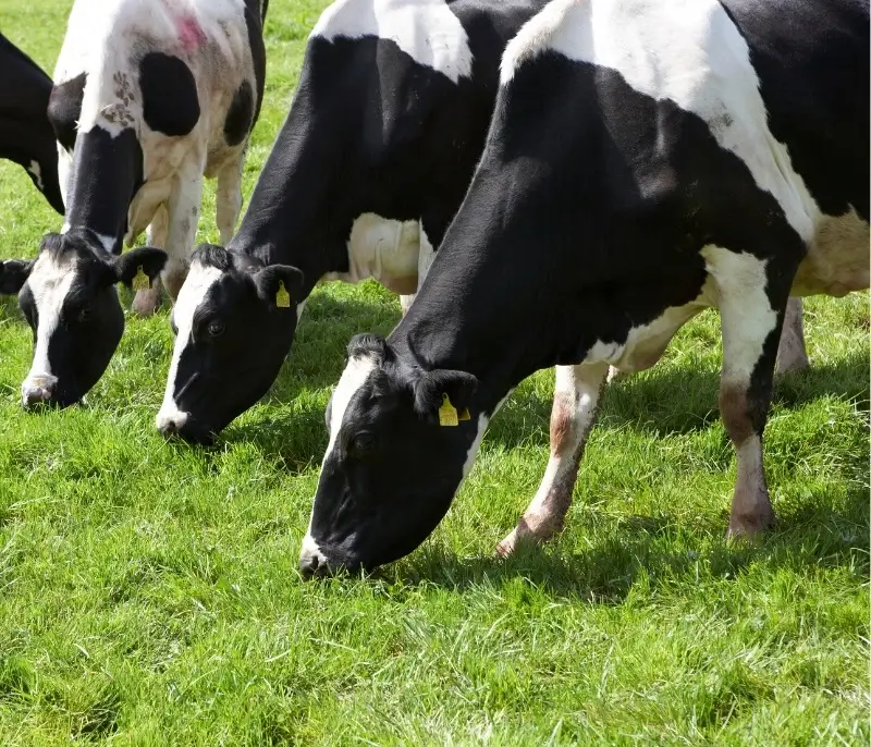 NZ organic dairy farm