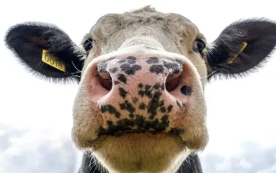 Maximising efficiency on an organic dairy farm