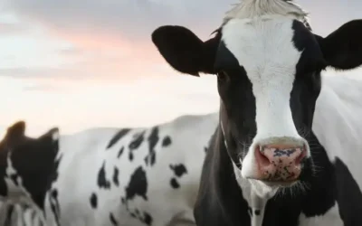 TF25 dosing pump – the right gear with the right team