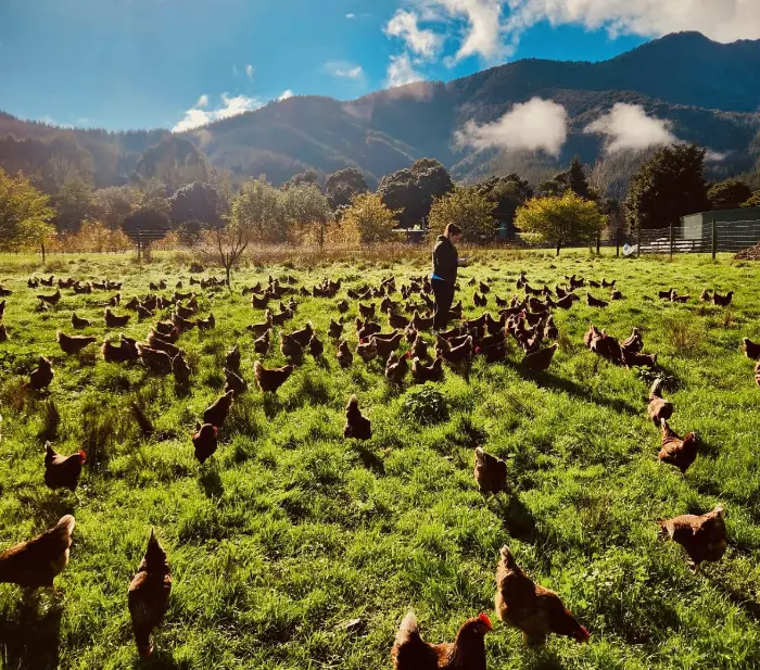 dosing pumps for egg farms