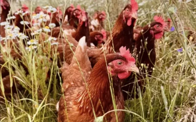 Case Study: Poultry Dosing Pumps for Koromiko Free Range Eggs